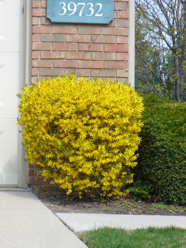 Trim your shrubs curb appeal tips